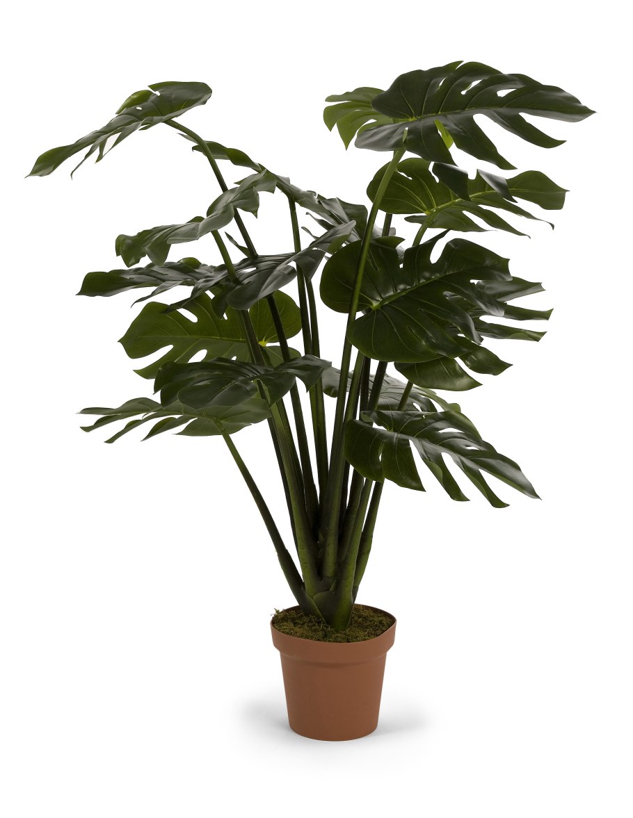 Филодендрон монстера листья