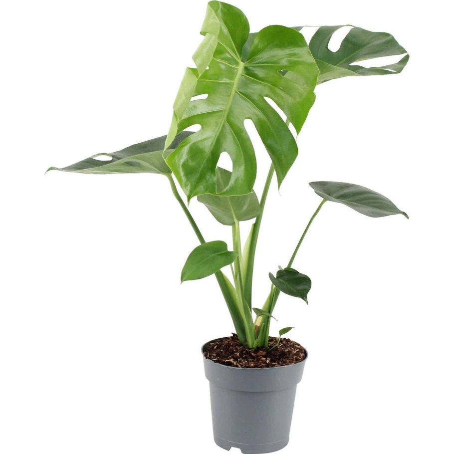 Monstera Leaf на белом фоне