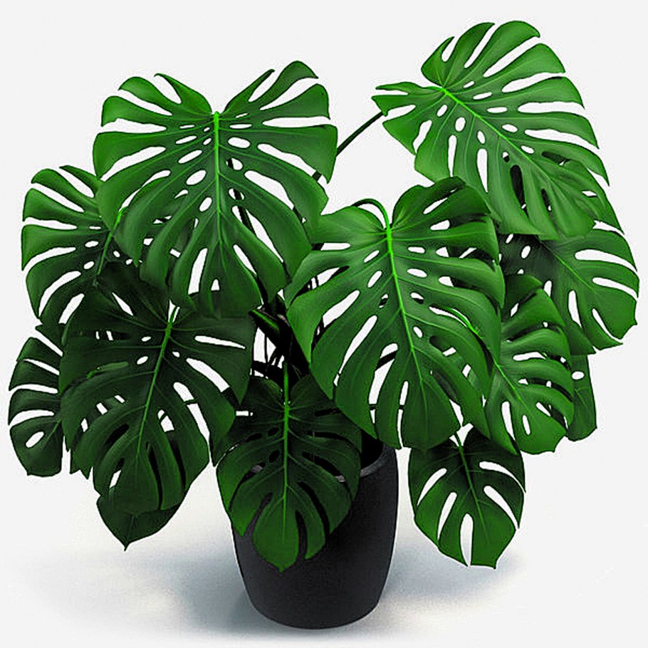Тропические лист Monstera