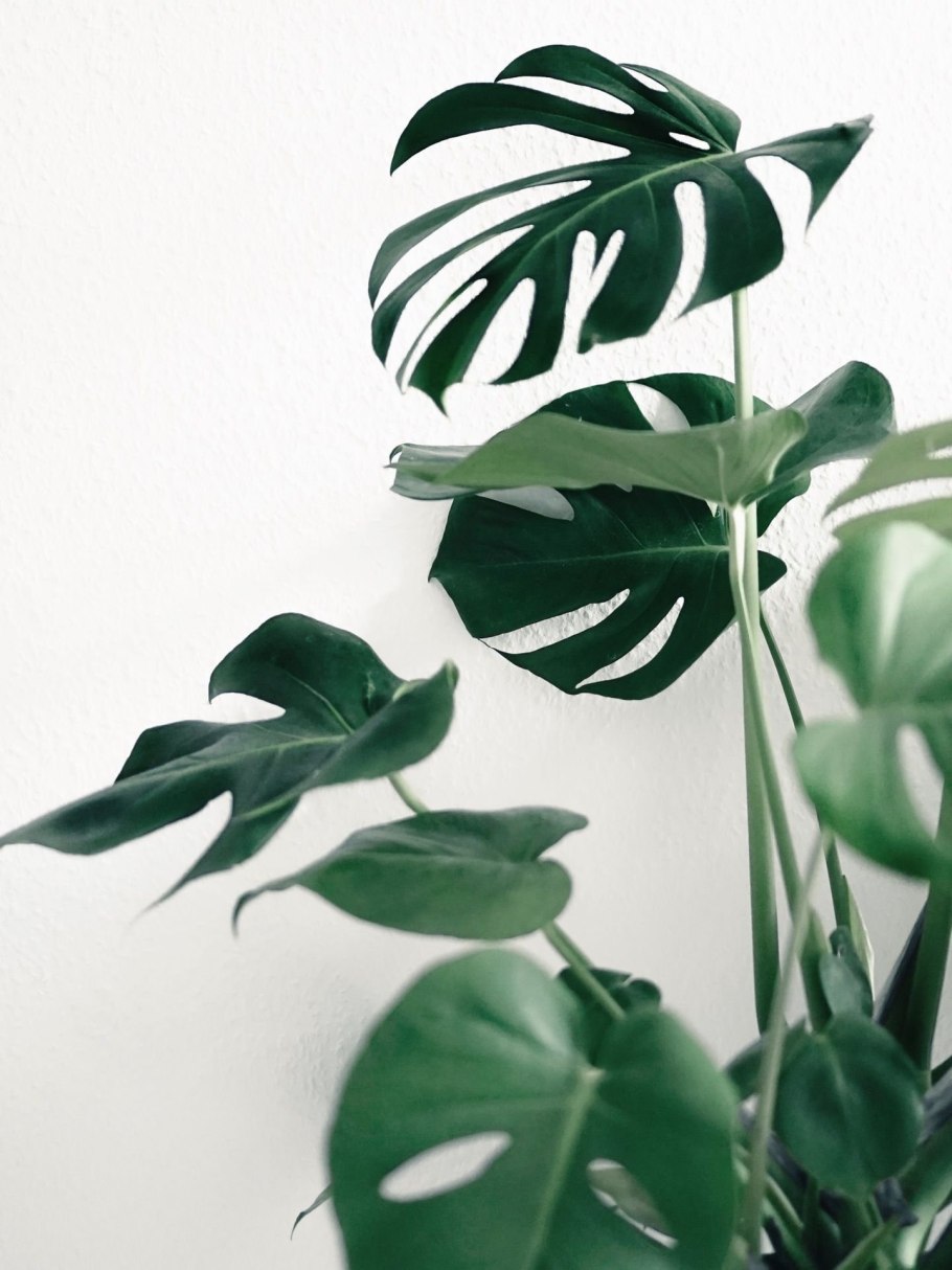 Монстера Эскуэлто