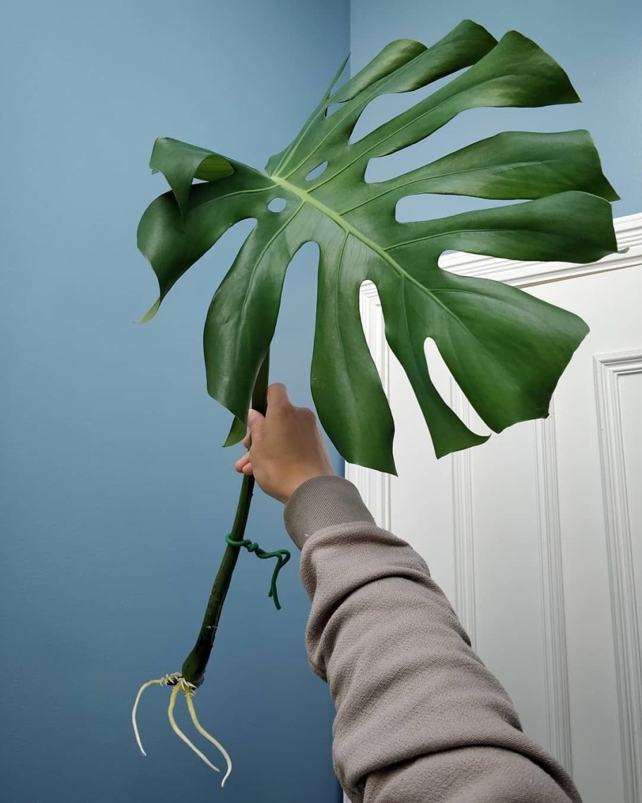 Монстера Адониса