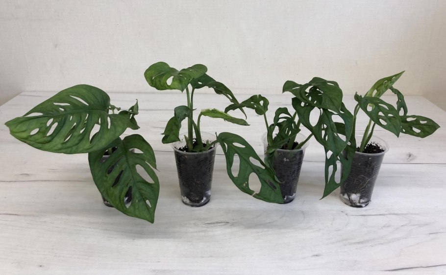 Монстера манки