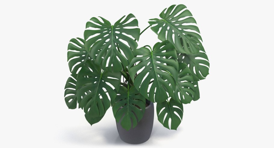 Monstera SP (n2) 75