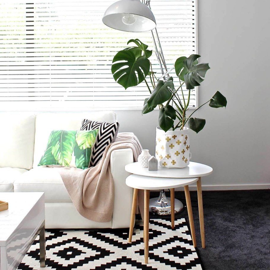 Монстера Адансона корни