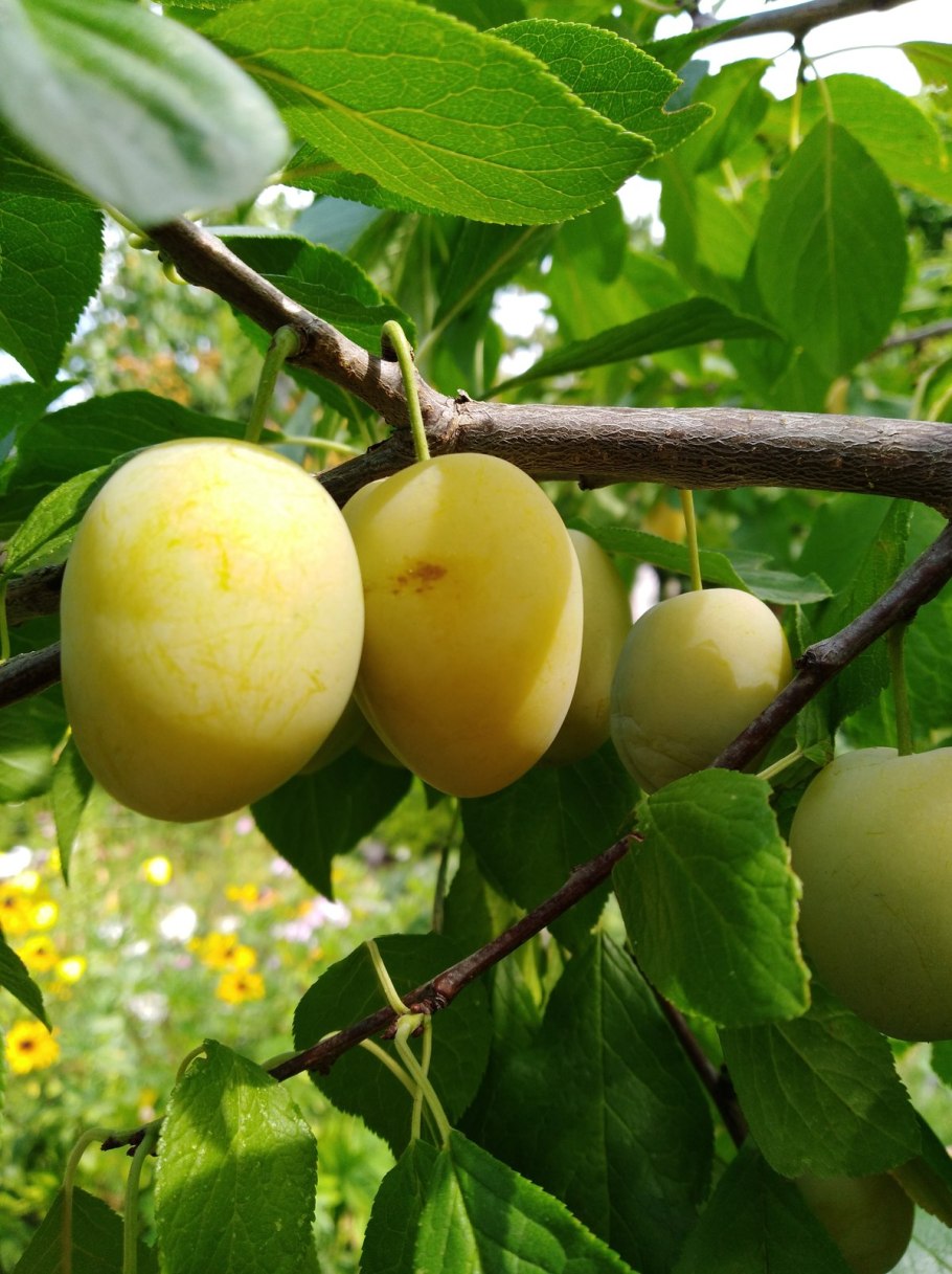 Ренклод Альтана