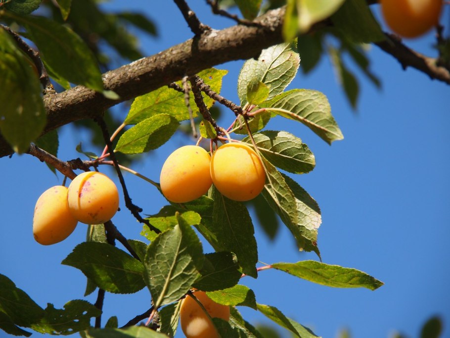 Шарафуга плодовое дерево