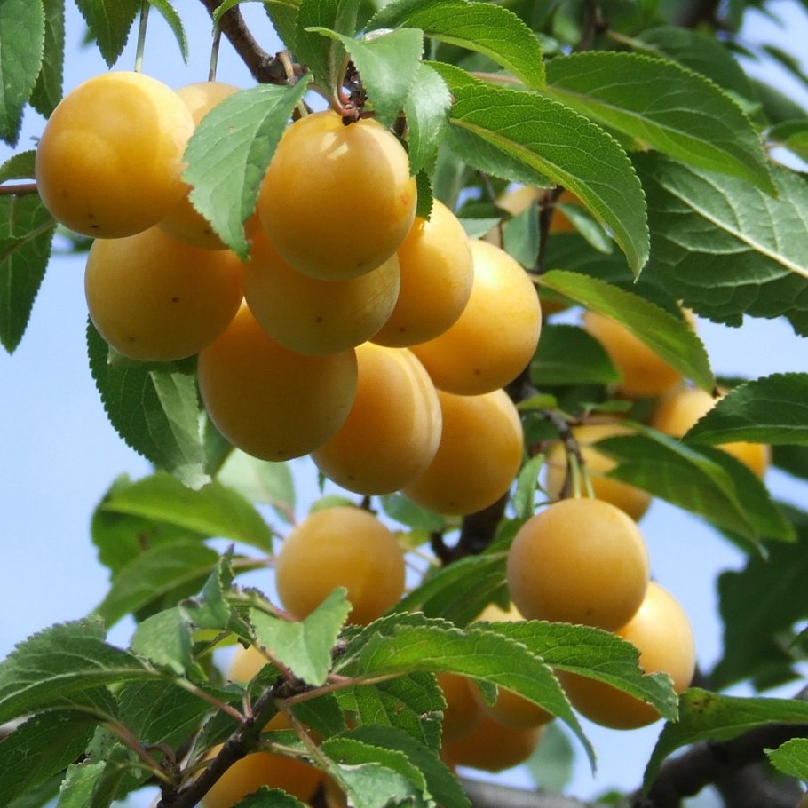 Алыча Никитская желтая