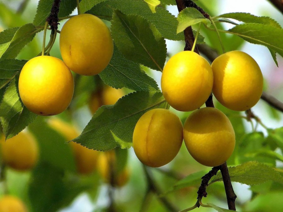 Алыча желтая
