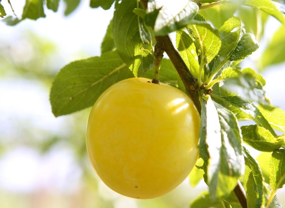 Слива желтая белая медовая дерево