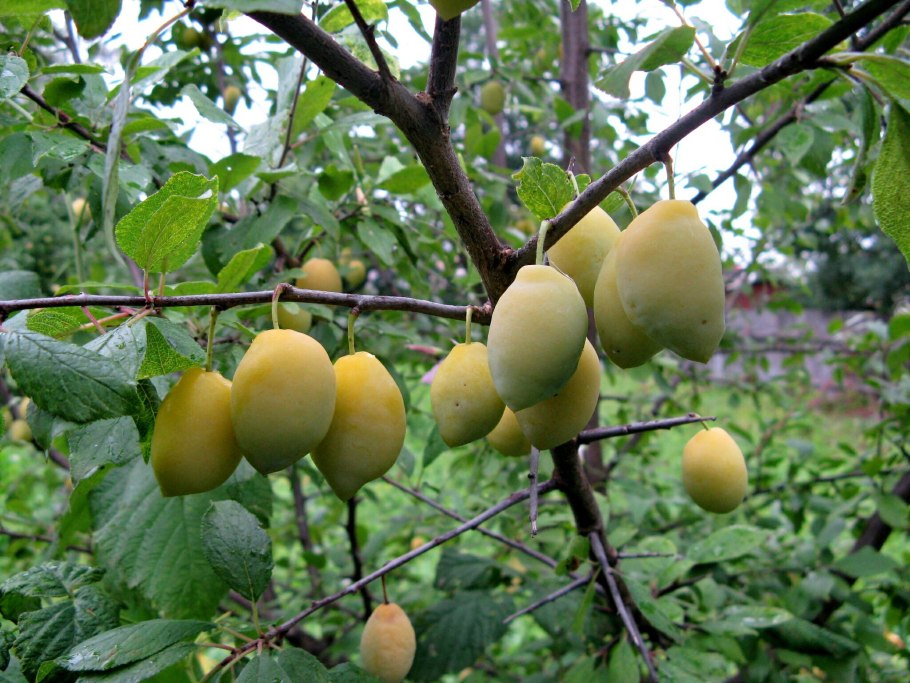 Слива Очаковская желтая дерево