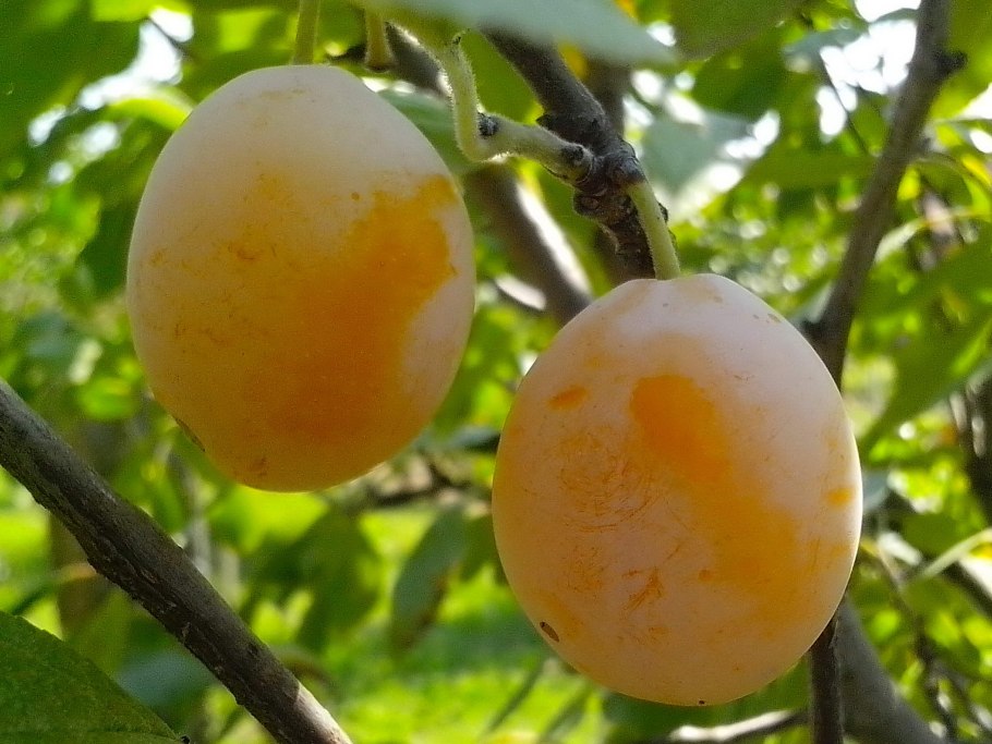 Слива белая медовая