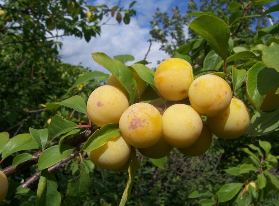 Слива Голден Плумза