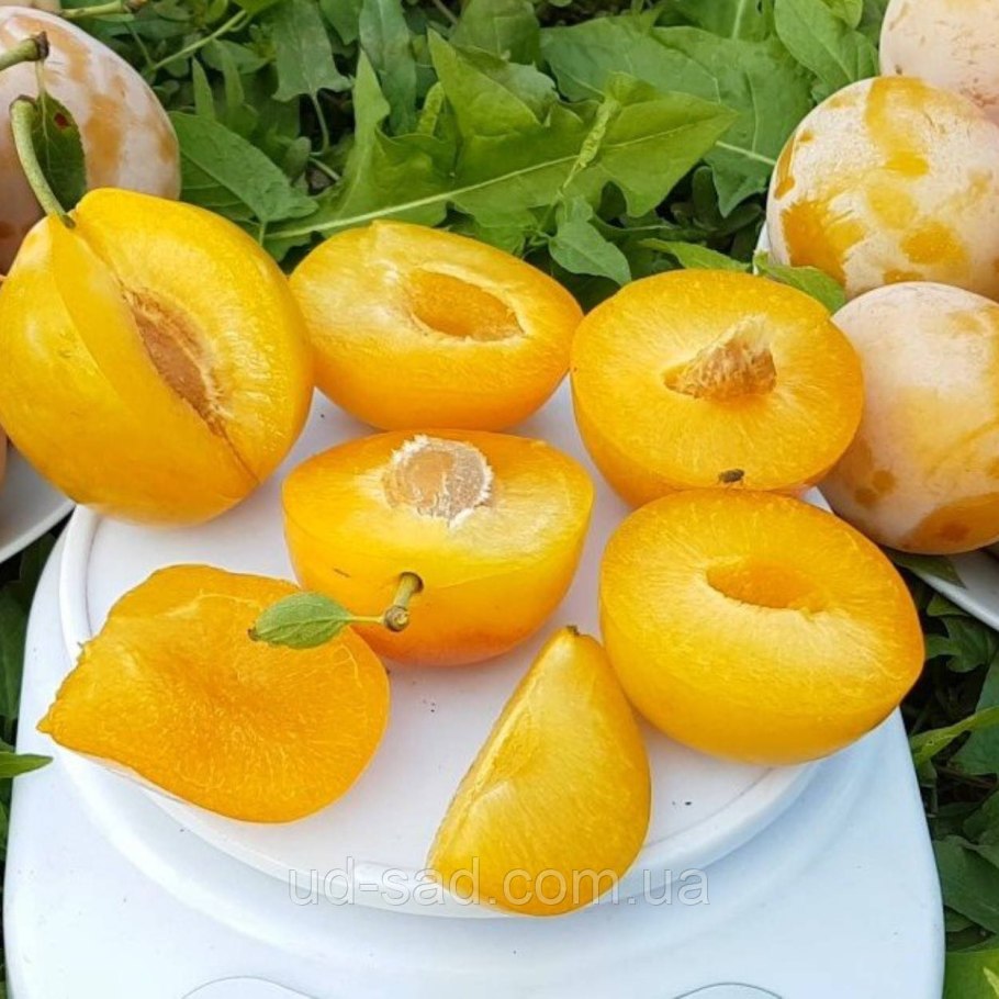 Слива желтая самоплодная