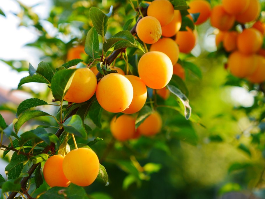 Слива Уссурийская Белоснежка среднеранняя