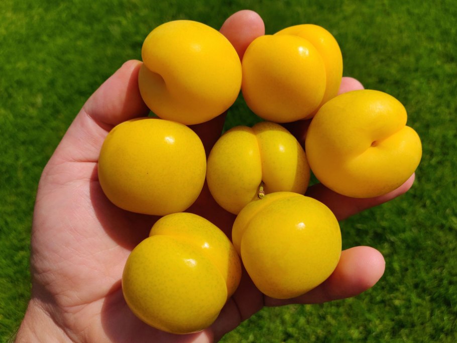 Слива яичная синяя