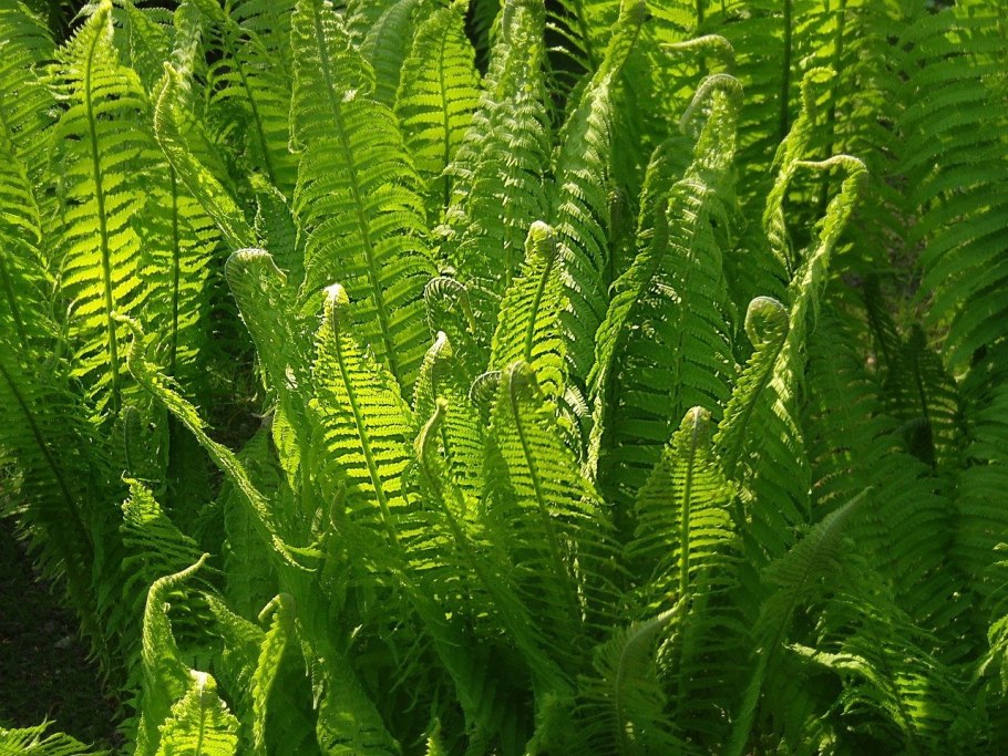 Matteuccia struthiopteris