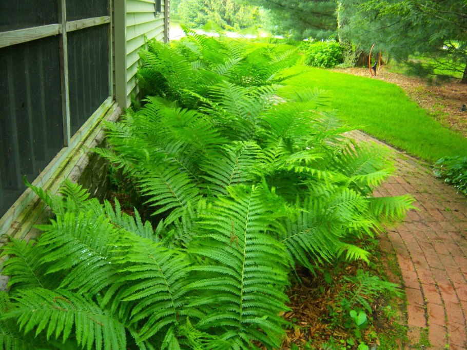 Папоротник Athyrium filix-Femina