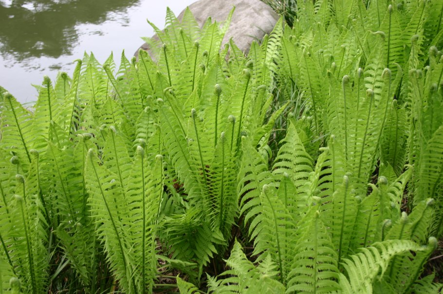 Matteuccia orientalis
