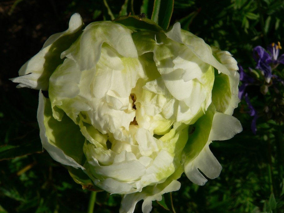 Пион lactiflora Green Halo