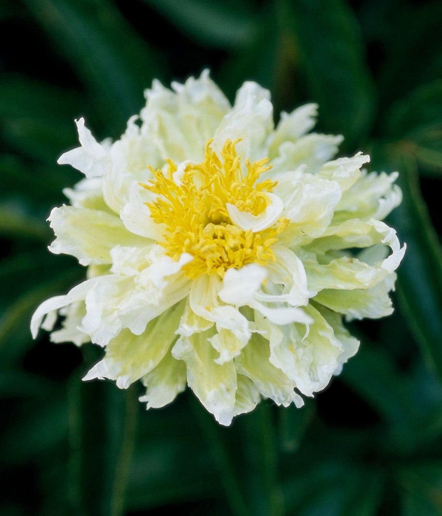 Paeonia Green Halo