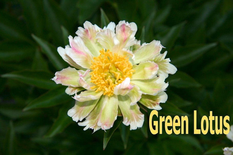 Пион "Green Lotus"(Грин Лотус)
