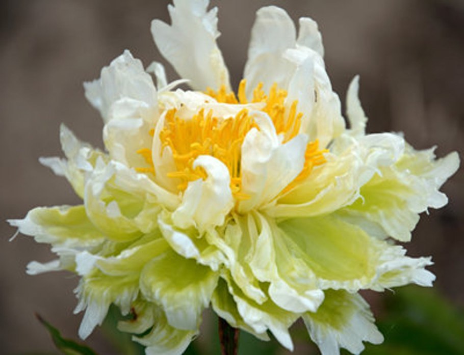 Paeonia fragrant Green Ball