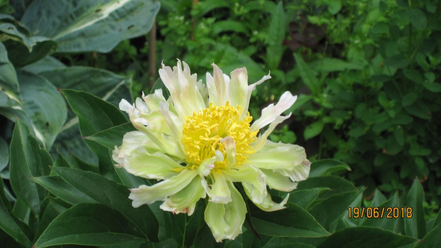 Пион "Green Lotus"(Грин Лотус)