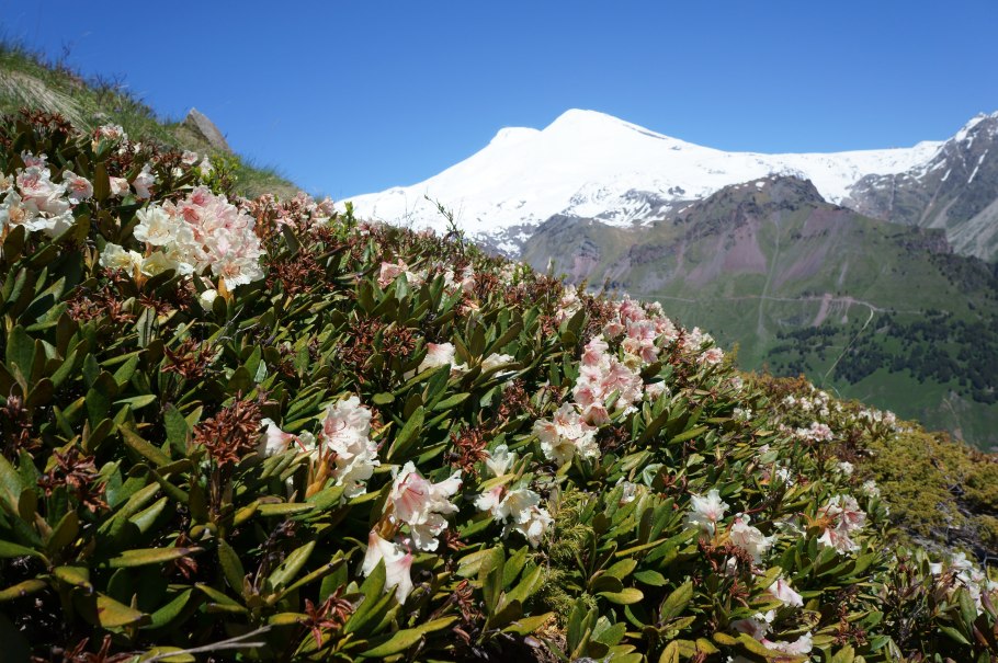 Сочи рододендроны красная Поляна