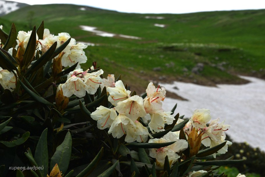 Рододендрон кавказский (Rhododendron caucasicum)