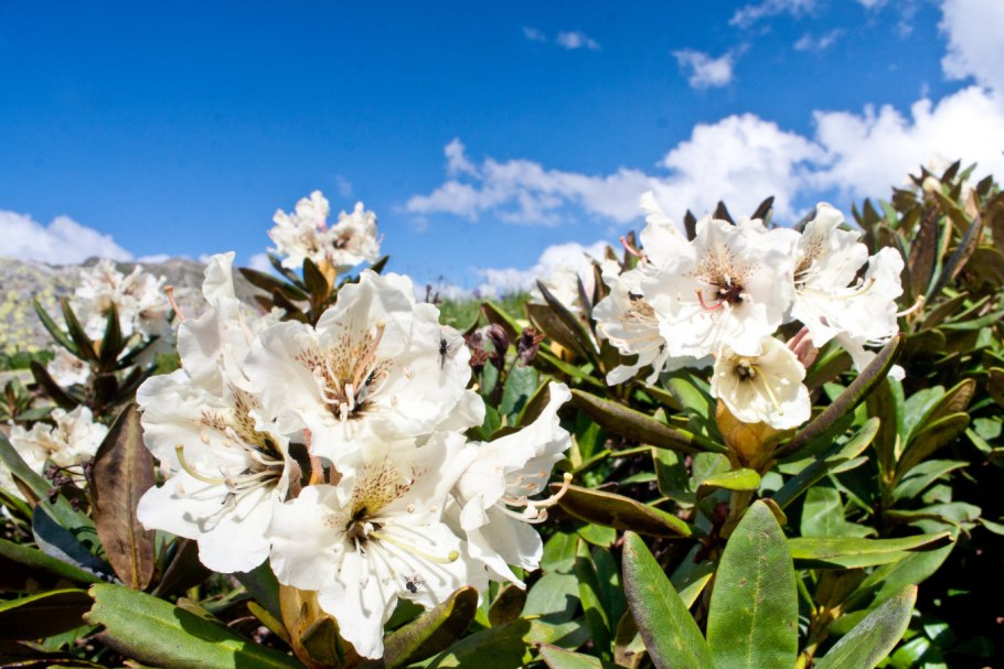 Гора Чегет с рододендронами
