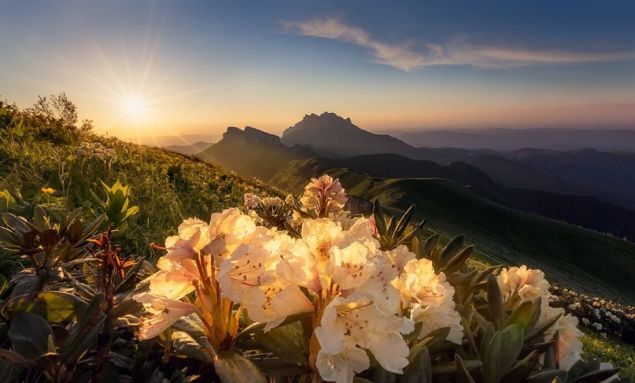 Рододендрон Приэльбрусья