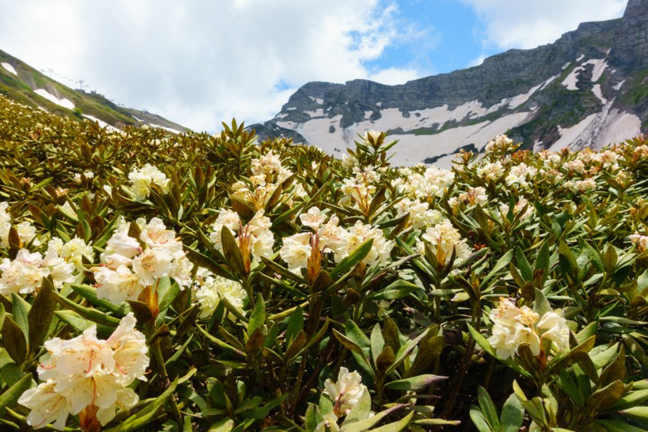 Кавказский заповедник Лагонаки
