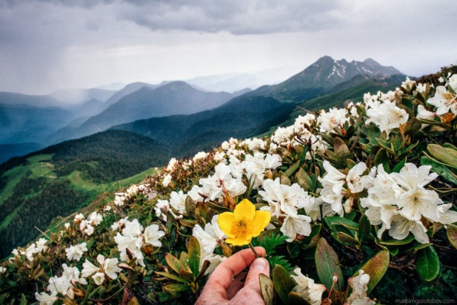 Кабардино-Балкарский высокогорный заповедник Флора