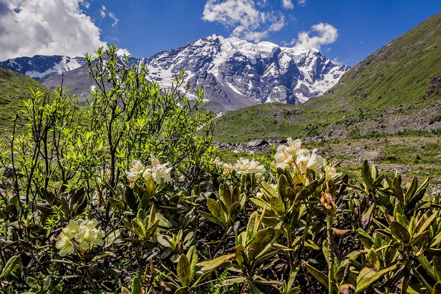 Рододендрон эндемик