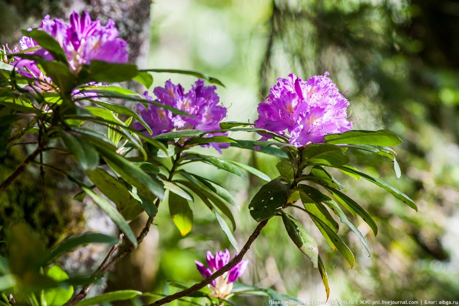 Рододендрон кавказский (Rhododendron caucasicum)