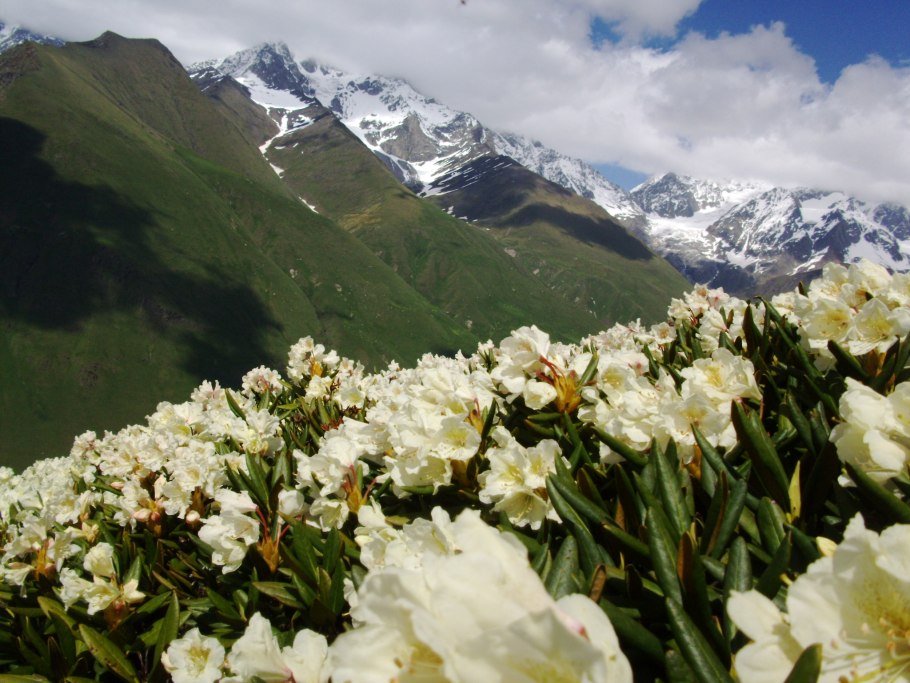 Красная Поляна Сочи горы рододендрон