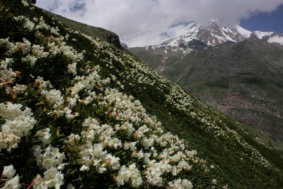 Рододендрон золотистый Кашкара