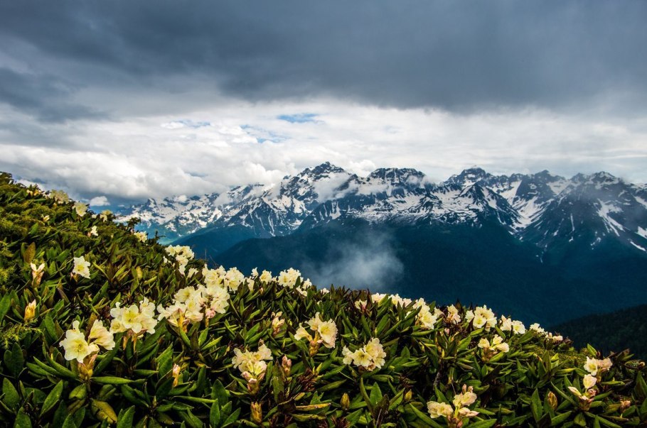 Азалия Понтийская рододендрон