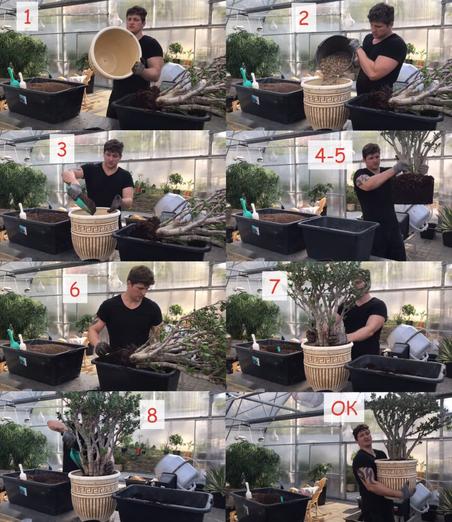 Как надо пересаживать денежное дерево