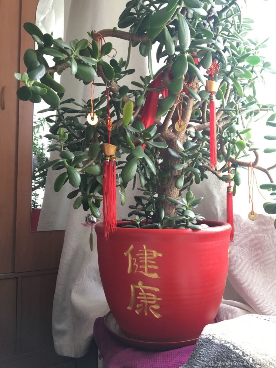 Толстянка денежное дерево