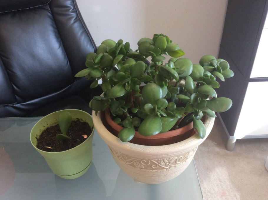 Крассула бонсай