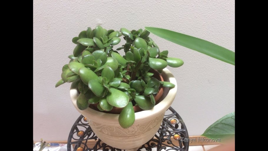 Толстянка денежное дерево фен-шуй