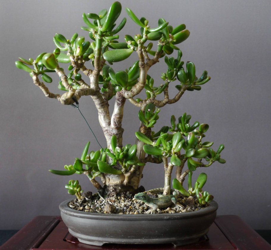 Пересаживание толстянки