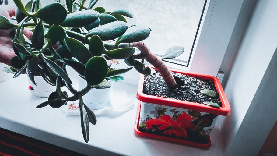 Толстянка денежное дерево