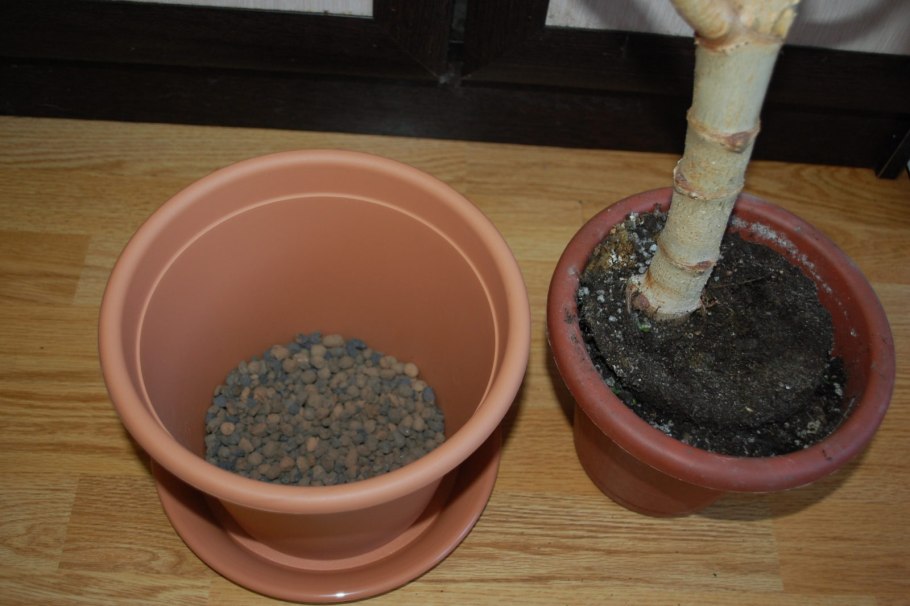 Пересадить денежное дерево