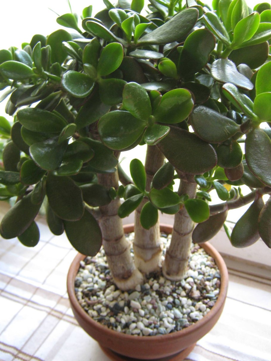 Крассула раттраи