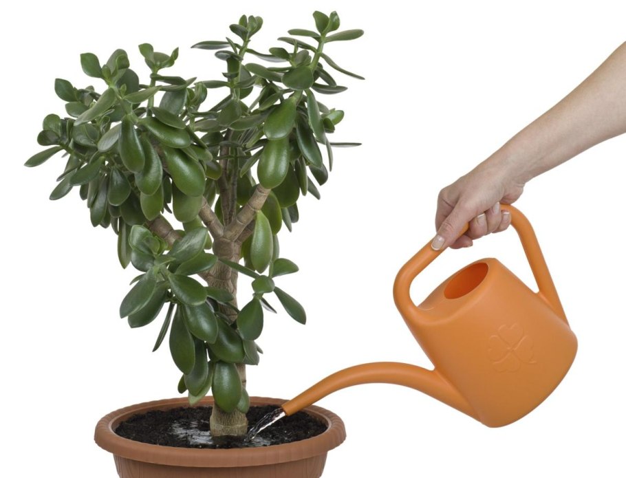 Толстянка денежное дерево