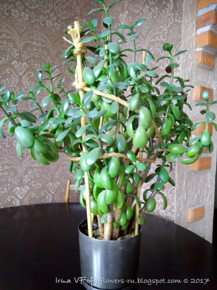 Крассула Овата Плант