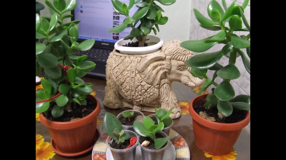 Толстянка лекарь