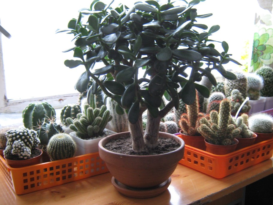 Крассула (толстянка) gemengd